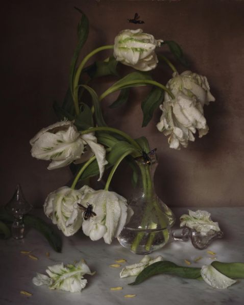Still life of white tulips.