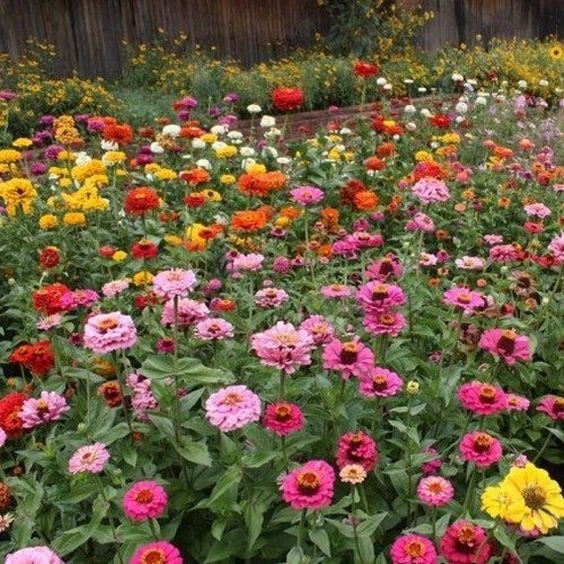 field of colorful zinnia flowers