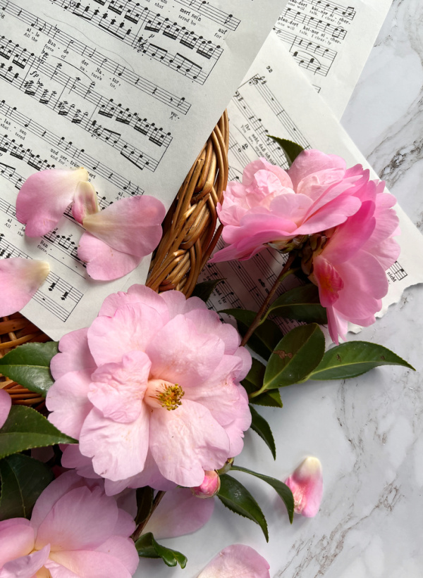 Pink camellia flowers laying on sheet music.