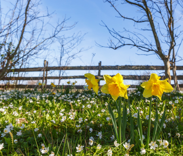 daffodils in a field by a fence.