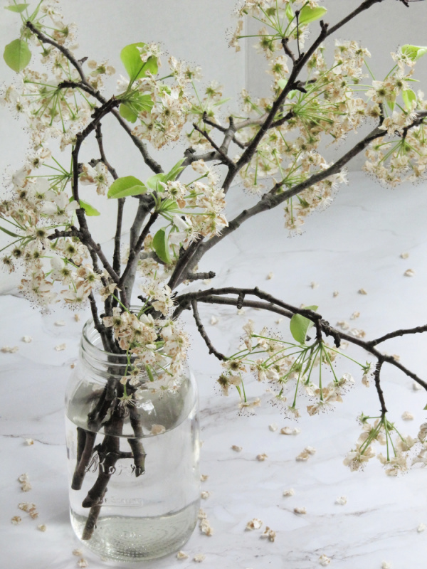 pear blossoms in a jar