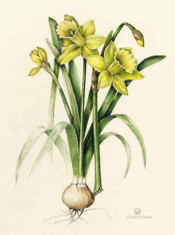 Daffodils botanical illustration