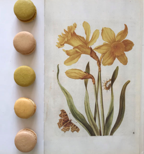 botanical art daffodil and yellow macaroons