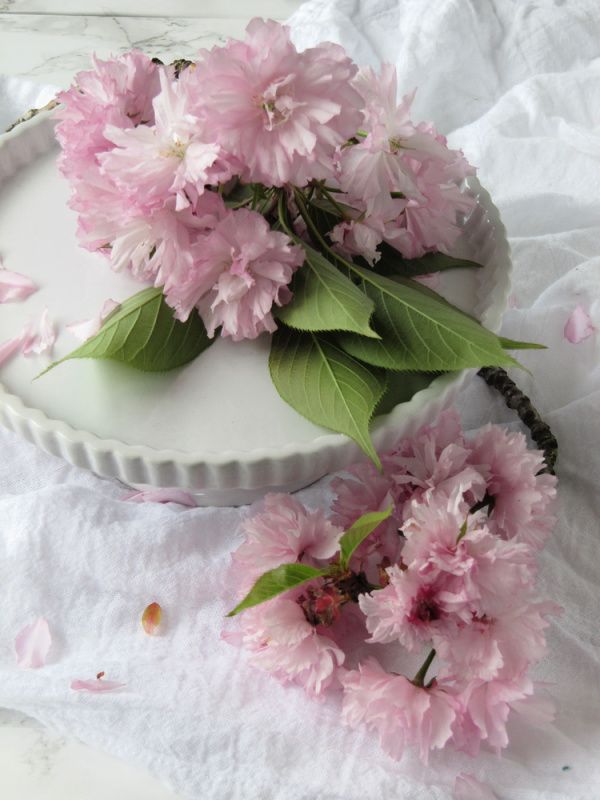 March cherry blossoms on a white cake platter.