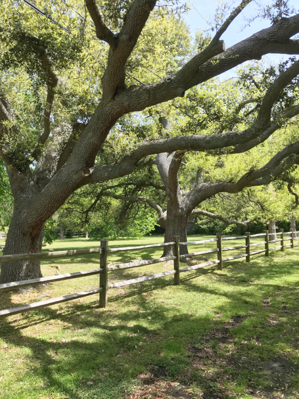 Landscape with trees and a split rail fence