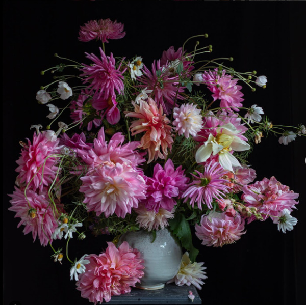Still life photo with colorful pink dahlias in a white vase.