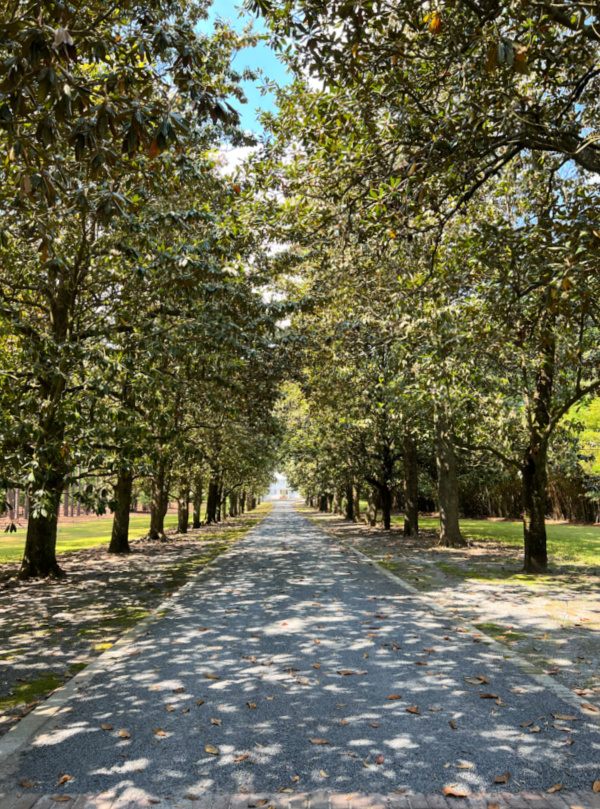 allée of magnolia trees.