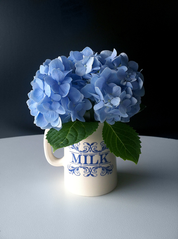blue hydrangea in a white pitcher with Milk in script on the front