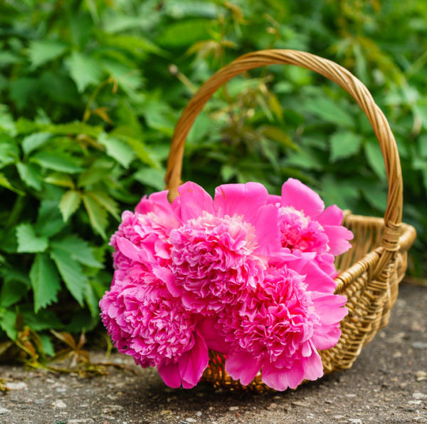 fuchsia peonies a wicker basket.