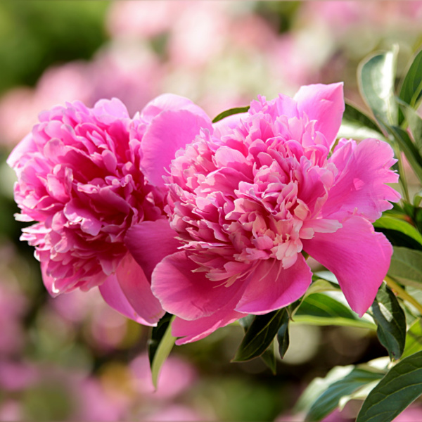 friday favorites peonies in the garden.