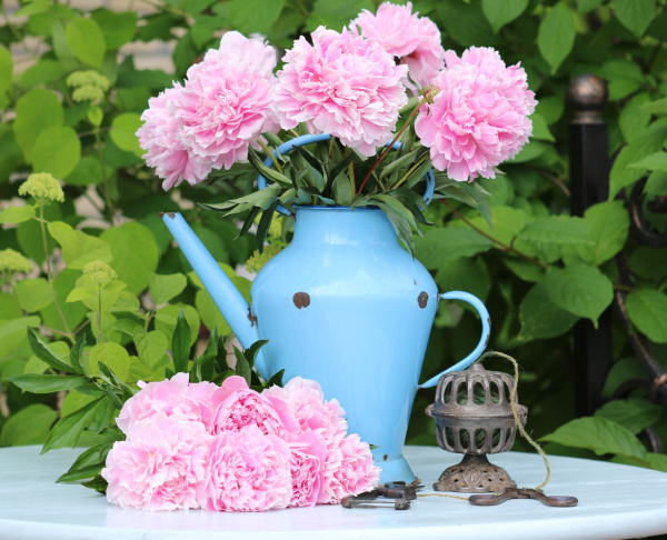 pink peonies in a blue vintage metal watering can.