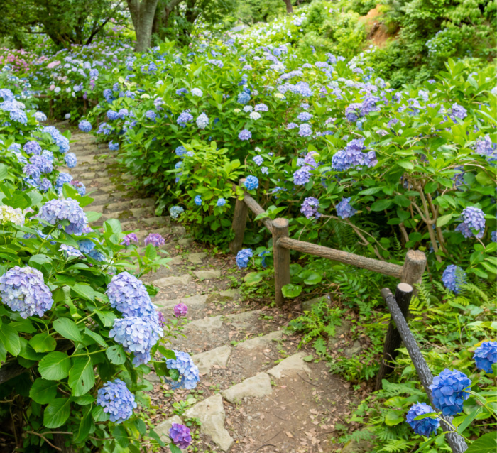 BLUE HYDRANGEAS Along a dirt path with steps with hand railing.