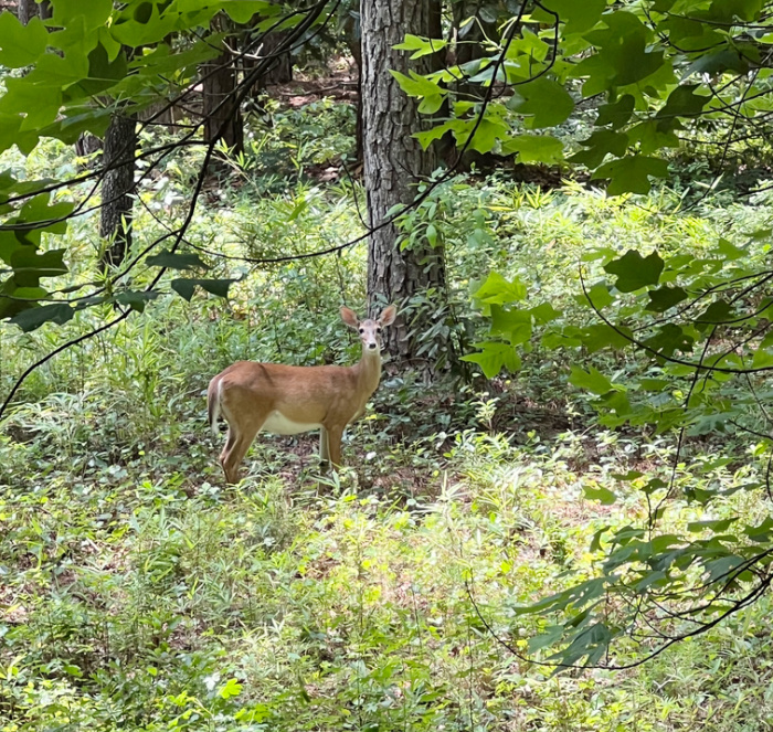 A deer in the woods.
