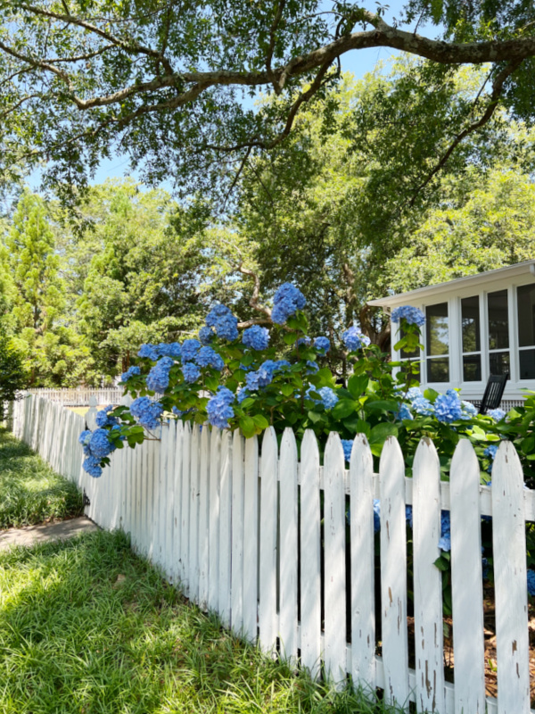 blue hydrangeas along a white picket fence.