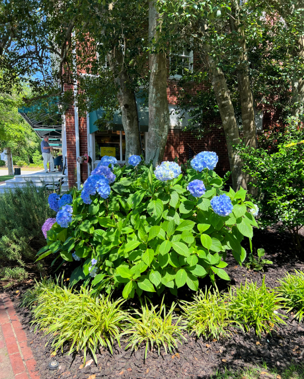 blue hydrangeas outside a building.