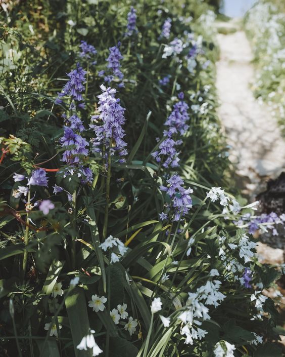 purple wildflowers with white flowers. 