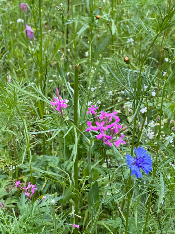 pink and purple wildflowers.