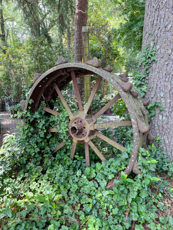 Friday Favorites Antique tractor wheel with climbing ivy.