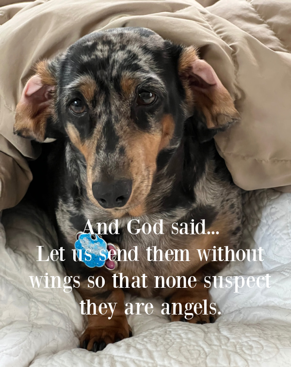 Quote And God Said...let us send them without wings so than none suspect they are angels. Silent Sunday.