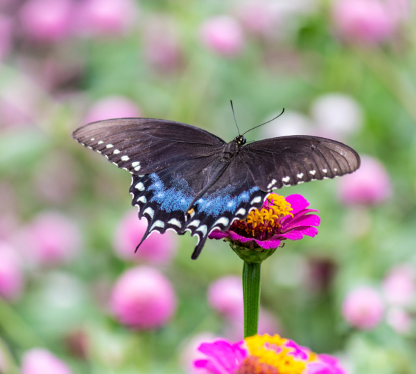 Blue butterfly on pink zinnia flowers.