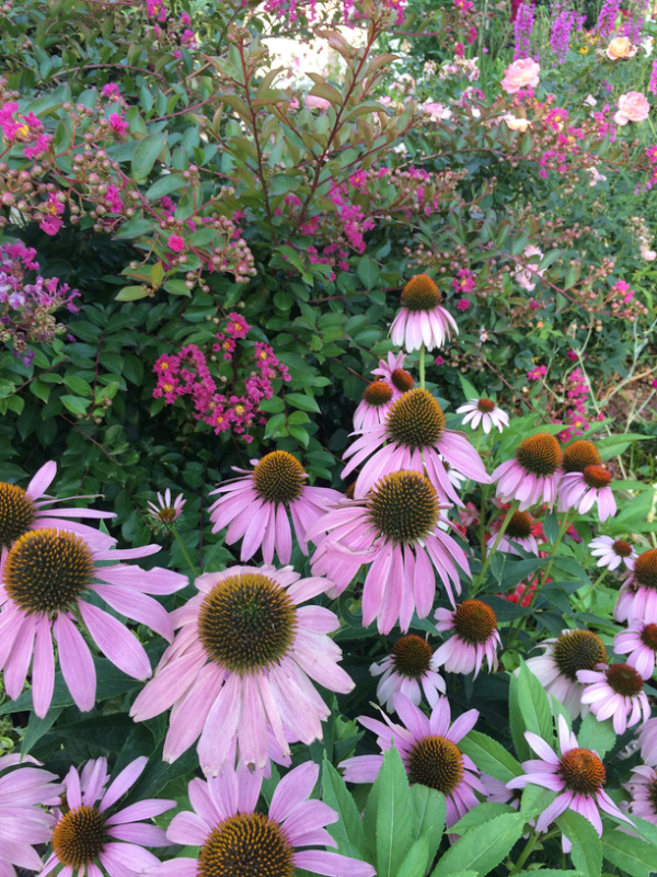 purple cone flowers