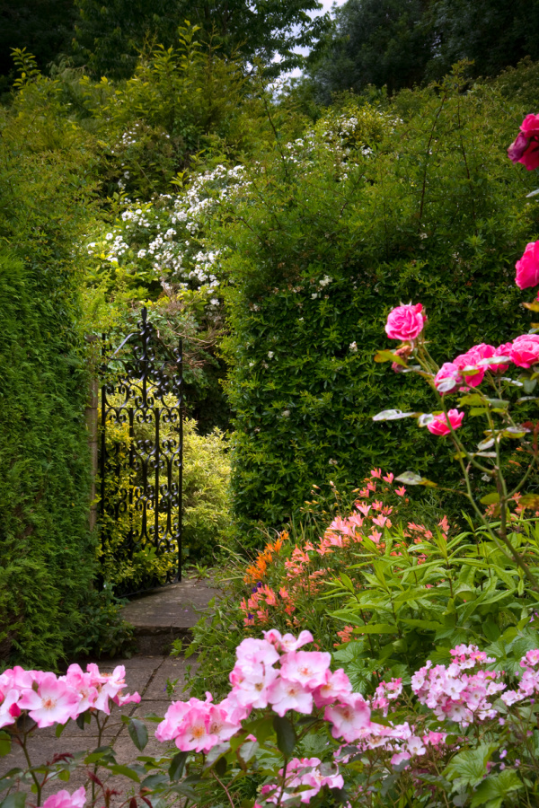 pink rose in a garden near a black iron gate.