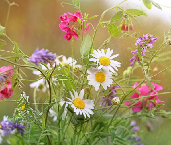 Wild flowers in a field.
