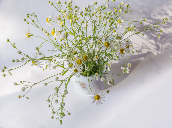 A white pitcher filled with white wildflowers