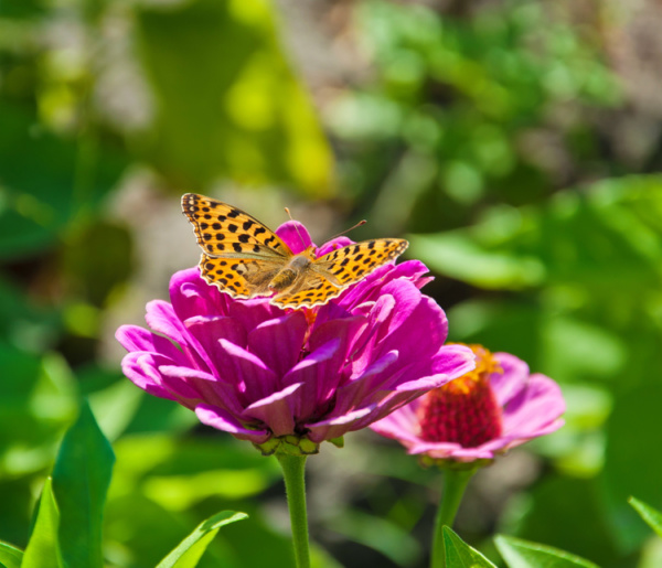 Two pink zinnias with a yellow butterfly.