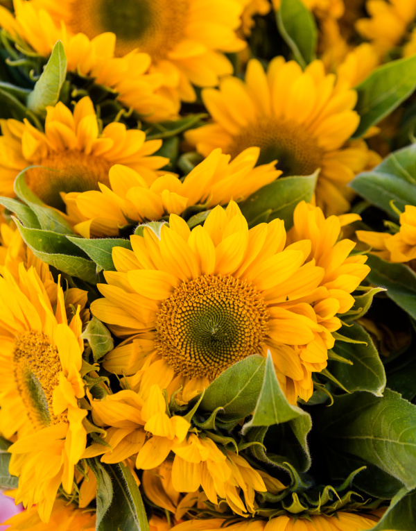 sunflowers at the farmers market. 
