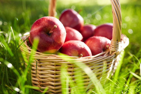 basket of apples