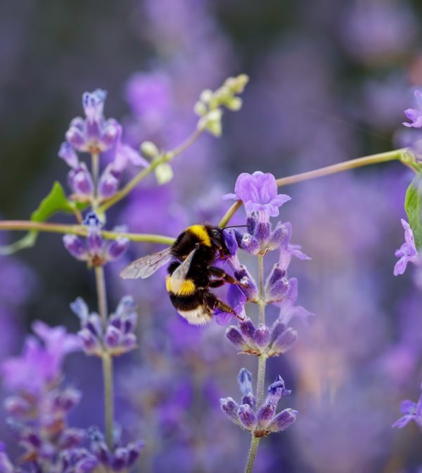 A bee on a lavender flower.