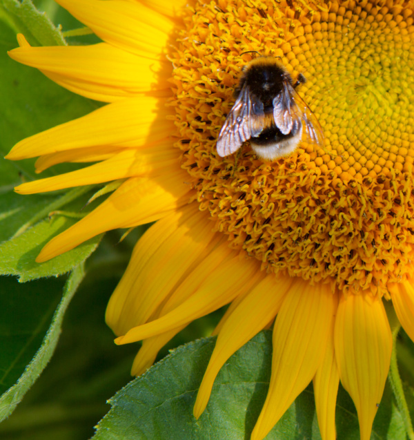 A bee sitting on a sunflower.