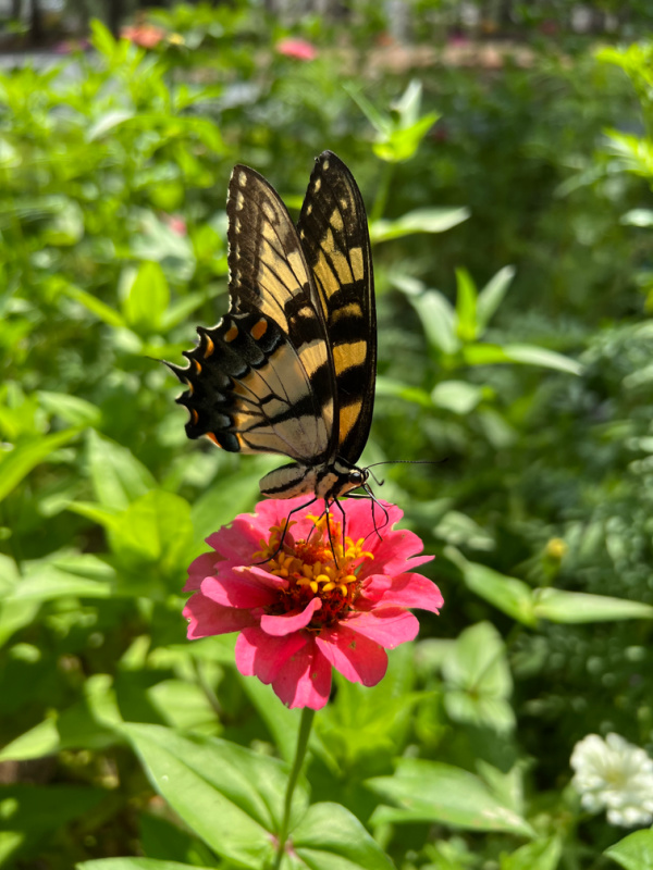 a black and yellow butterfly on a pink zinnia.