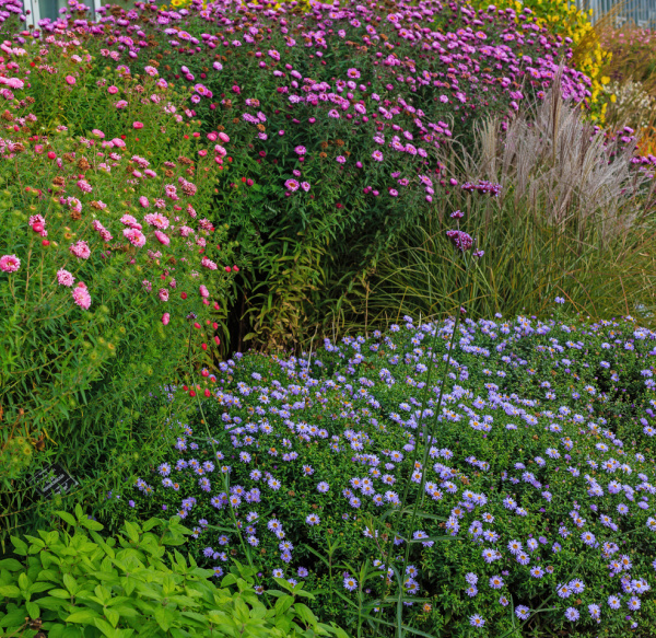 A colorful herbaceous flower border.