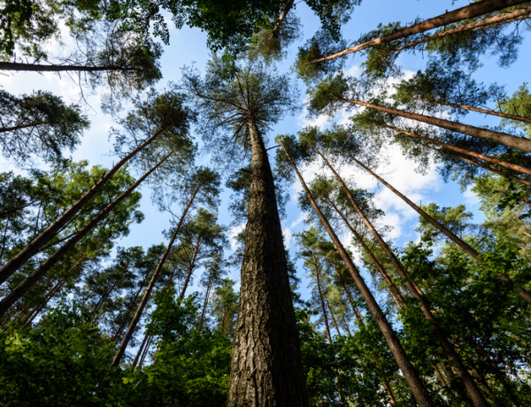 pine trees.