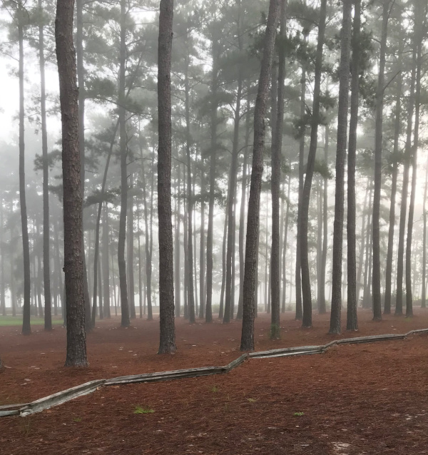 A cool toffy morning with fog winding through the long leaf pines.