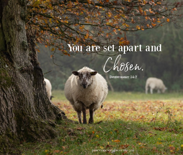 Deuteronomy 14_2 You are Set Apart and Chosen Silent Sunday