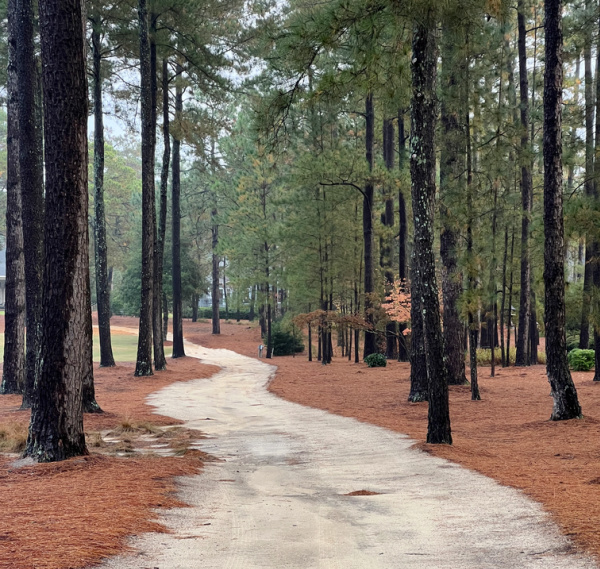Sandy trail in the pines.