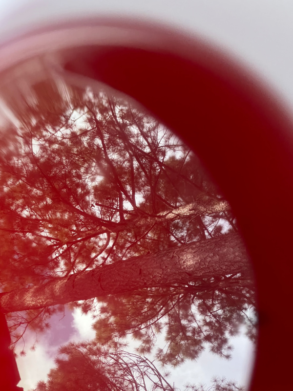 reflection of pine trees in a cup of tea