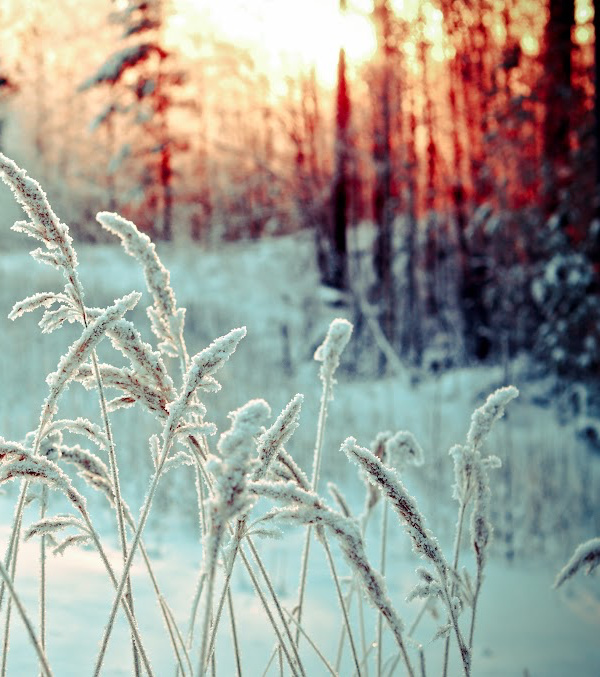 Winter sunrise with snow covered grass and trees.