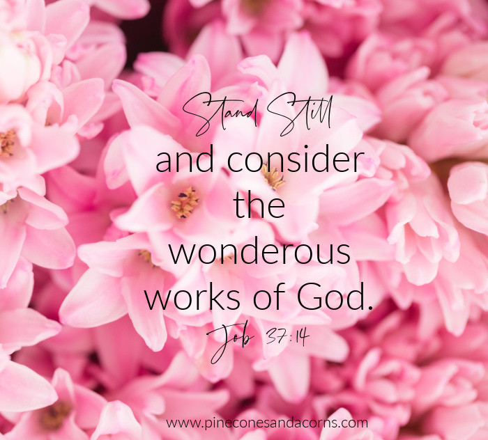Bible Quote Job 37:14 Stand Still and consider the wonderous works of God overlay on pink hyacinth.