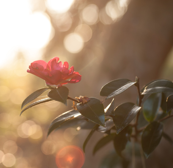 Red Camellia flower