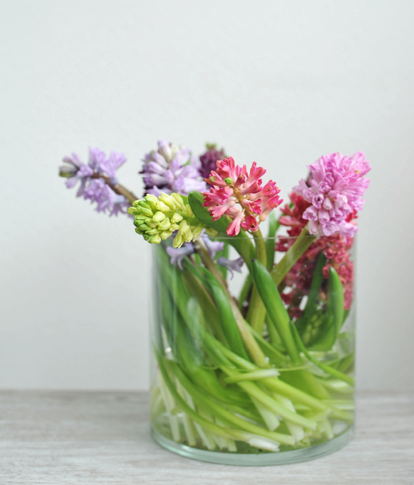 colorful hyacinths in a clear glass vase.