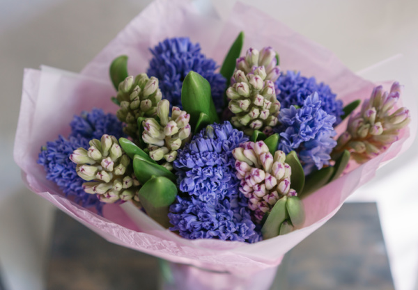 purple and pink hyacinth