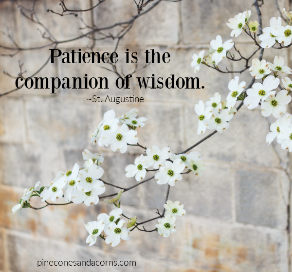 St. Augustine Patience is the companion of wisdom overlay on dogwood blossoms.