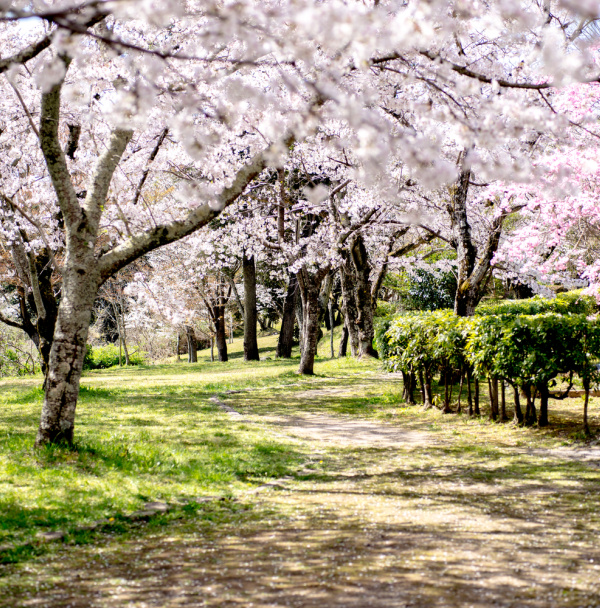 Pink Cherry Blossoms along a path.