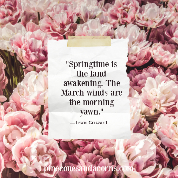 "Springtime is the land awakening. The March winds are the morning yawn." —Lewis Grizzard overlay on pink flower background. 