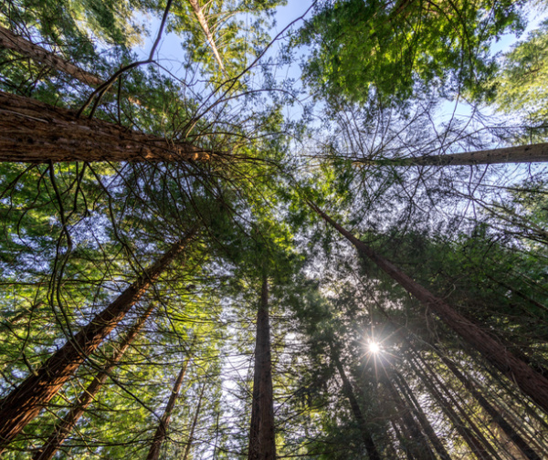 View of pine trees from underneath. 