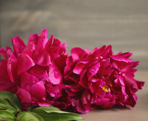 bright pink peonies on a wood table